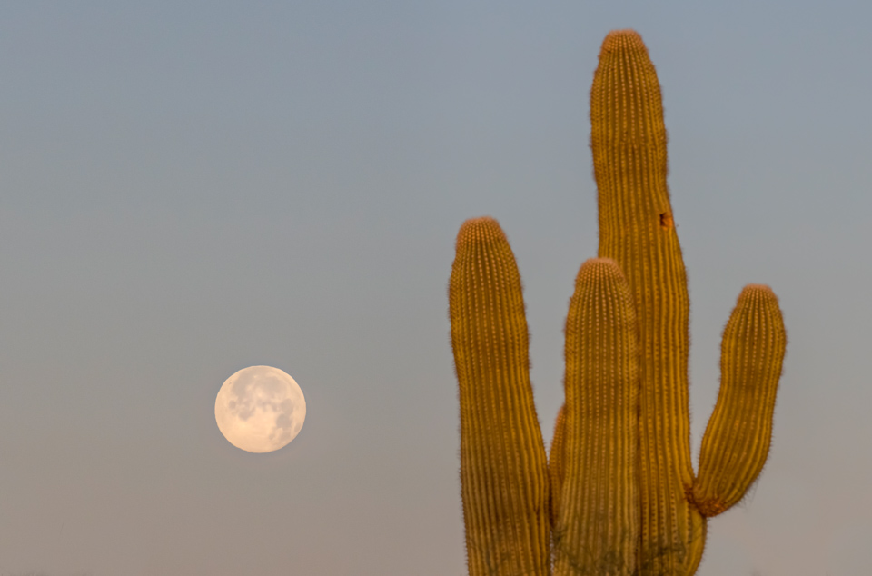 Saguaro and Moon in Phoenix, Arizona