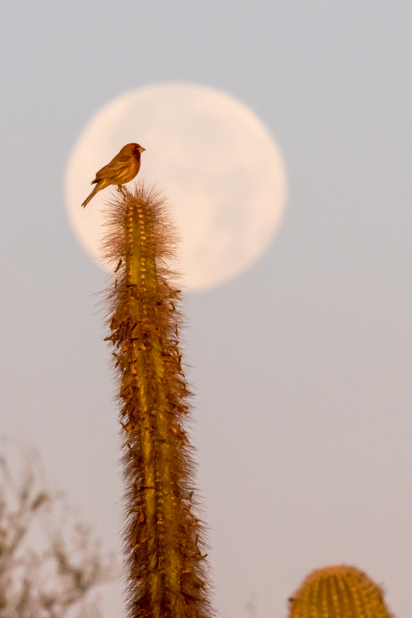 Framed in Phoenix, Arizona