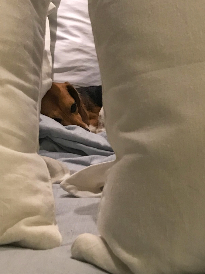 Deep in the Bed in Phoenix, Arizona