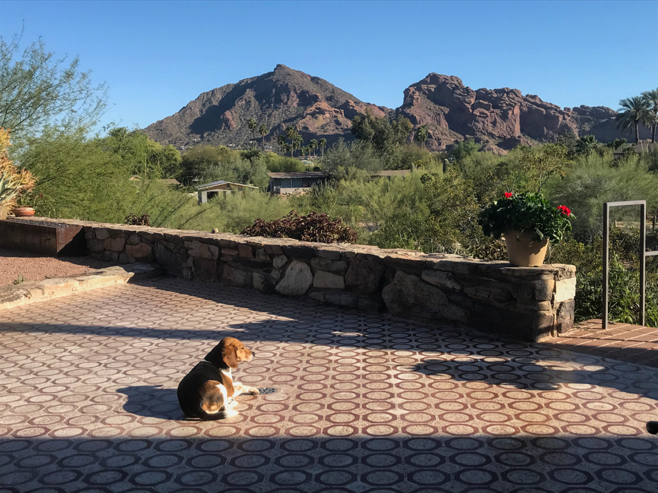 Sunning in Phoenix, Arizona