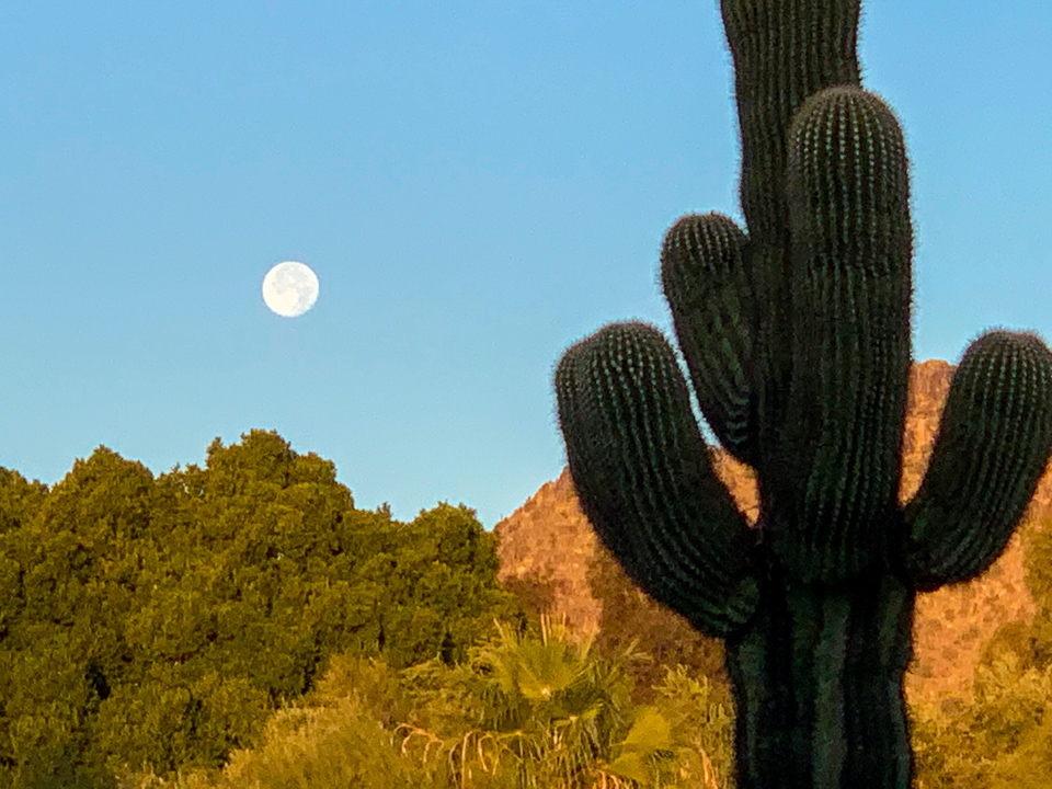 Saguaro Moon in Phoenix, Arizona