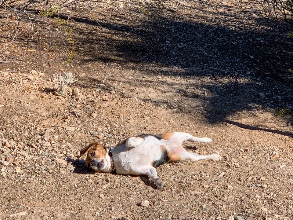 Dust Bath in Phoenix, Arizona