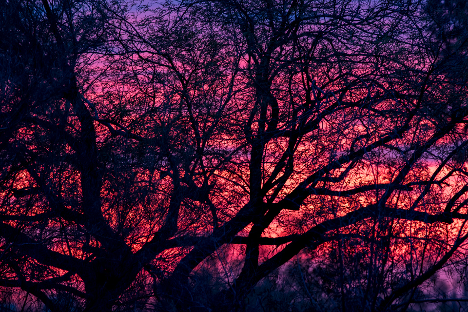 Sunset in the Mesquites in Phoenix, Arizona