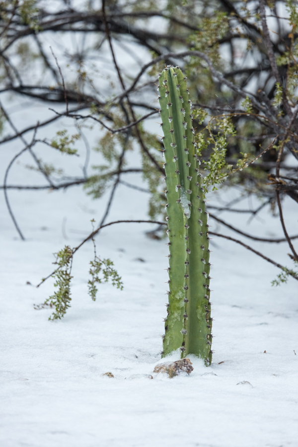 Snow Cactus in Paradise Valley, Arizona