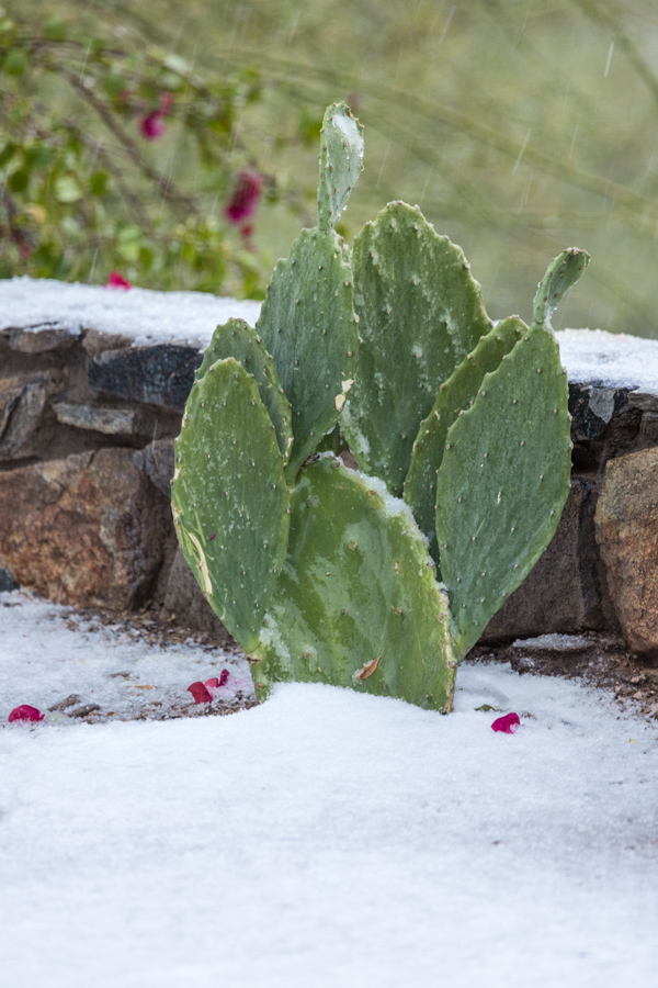 Cold Prickly Pear in Paradise Valley, Arizona