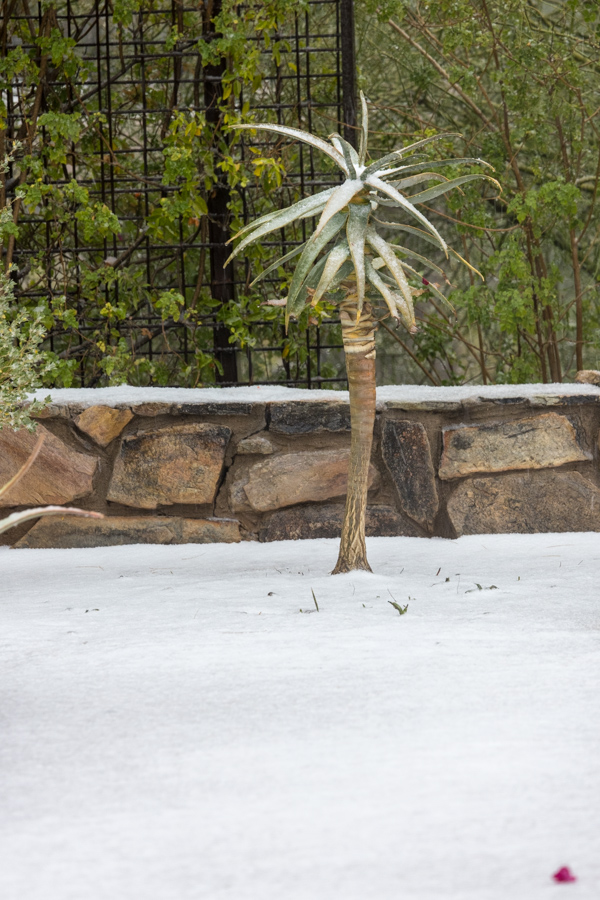 Cold Aloe in Paradise Valley, Arizona