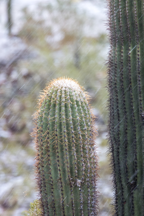 Saguaro Snow Top  in Paradise Valley, Arizona