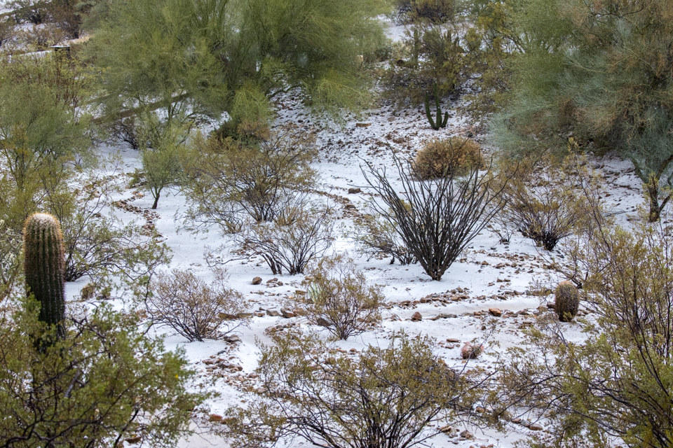 Front Yard in Snow in Paradise Valley, Arizona