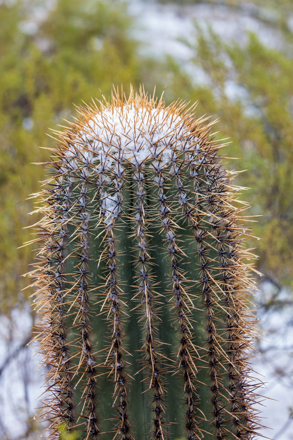 Crown of Snow in Paradise Valley, Arizona