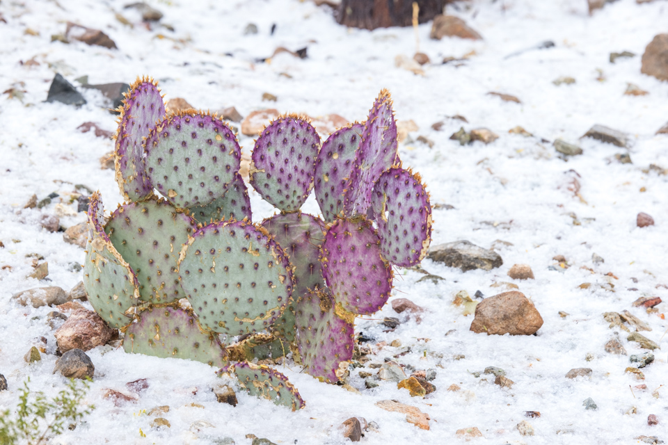 Purple Pop in Paradise Valley, Arizona