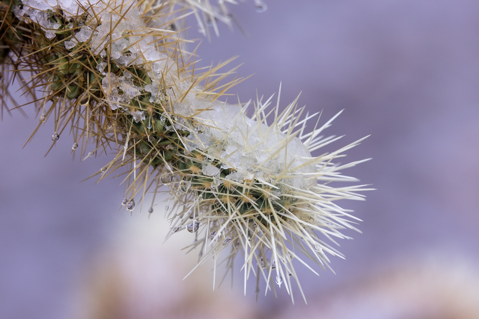 Cool Cholla in Paradise Valley, Arizona