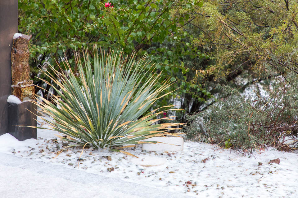 Gate in Snow in Paradise Valley, Arizona