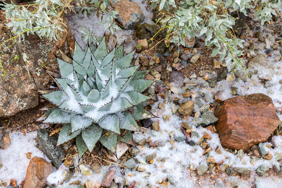 Cold Agave in Paradise Valley, Arizona