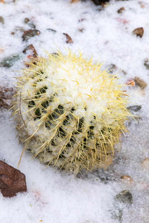Snowy Golden in Paradise Valley, Arizona