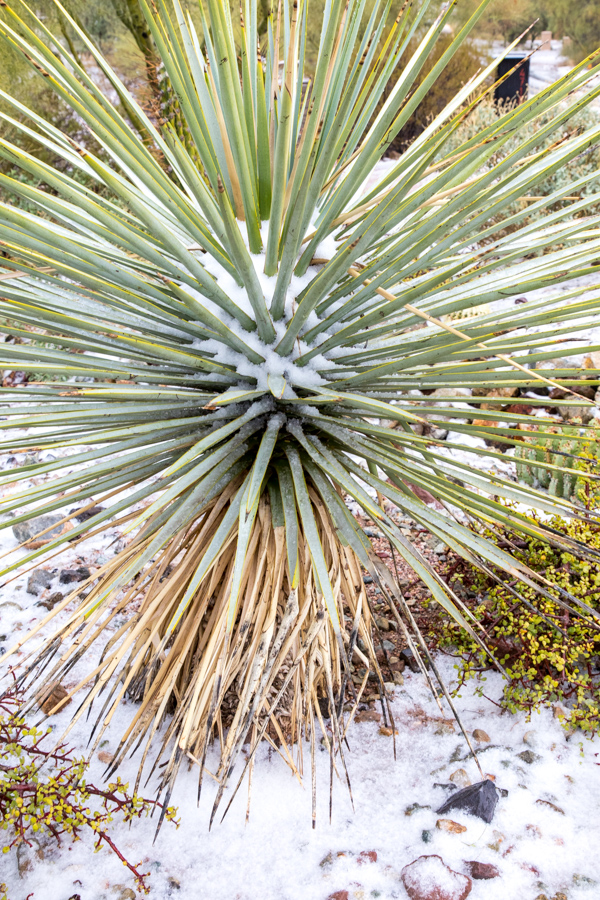 Snow Center in Paradise Valley, Arizona