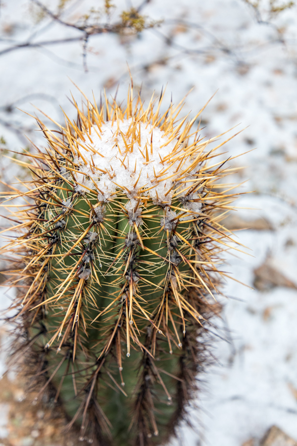 Snow Top in Paradise Valley, Arizona