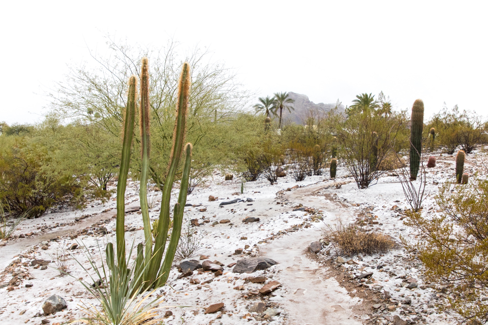 Dusting in Paradise Valley, Arizona