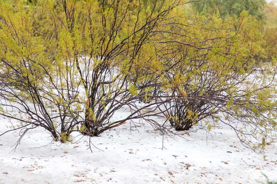 Cold Feet in Paradise Valley, Arizona