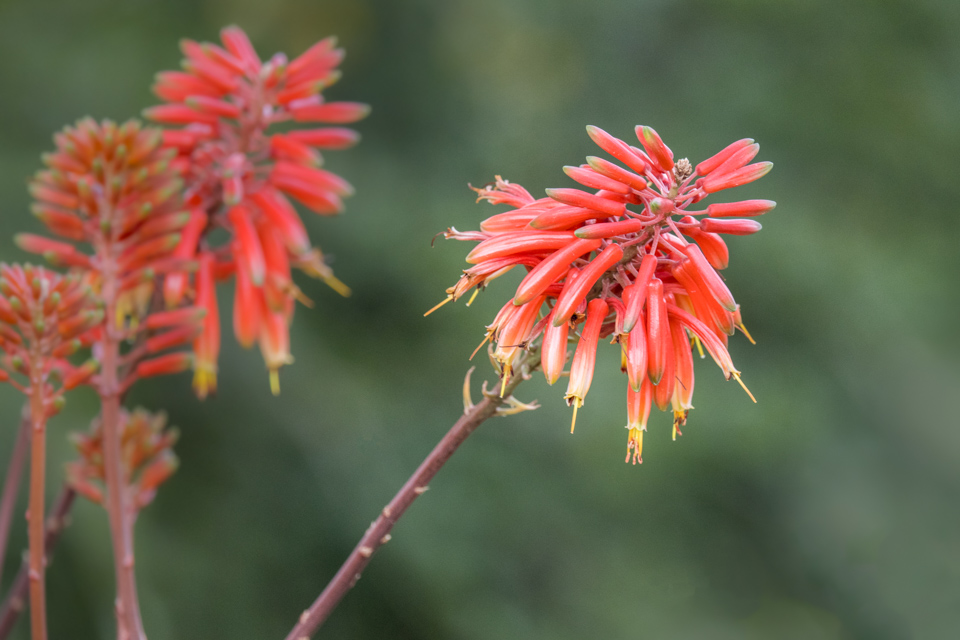 Aloe Red in Phoenix, Arizona