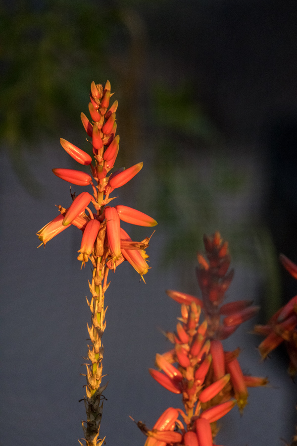 Aloe at Sunrise in Phoenix, Arizona
