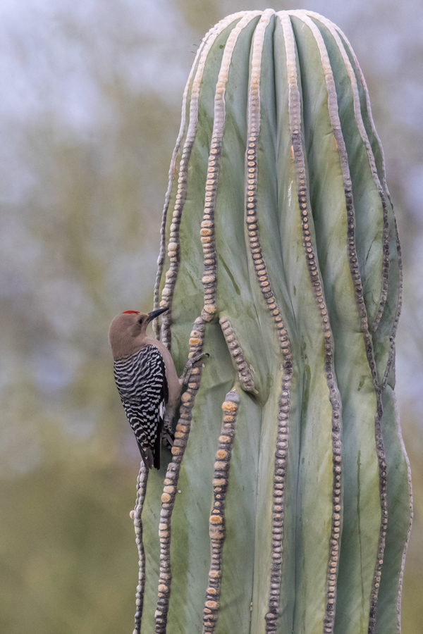 Cactuspecker? in Phoenix, Arizona