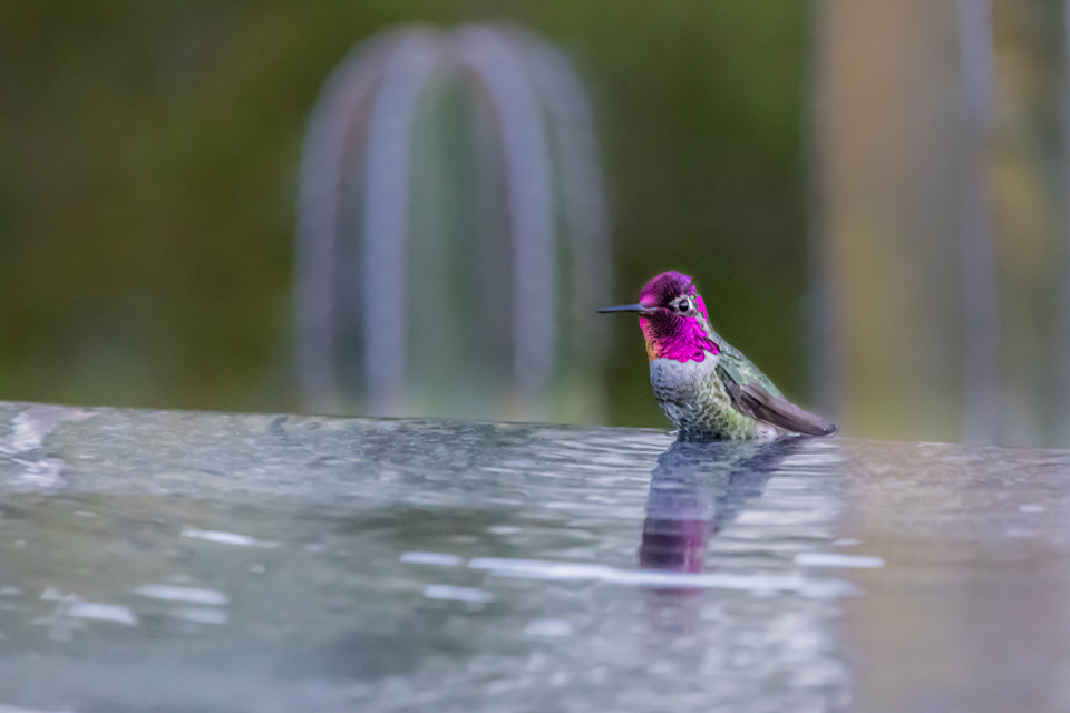 Sitting In Water in Phoenix, Arizona