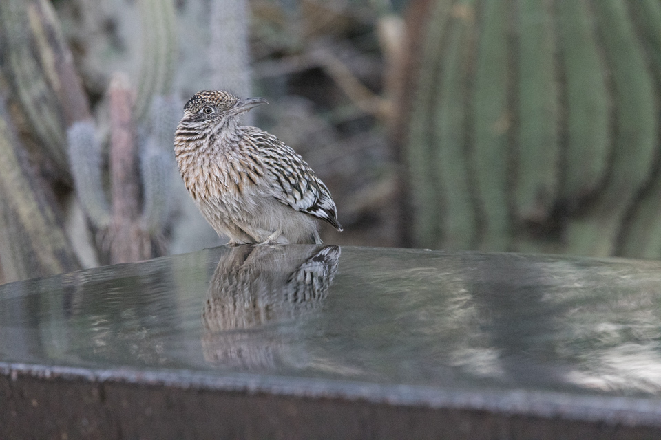 Drinking Roadrunner in Phoenix, Arizona