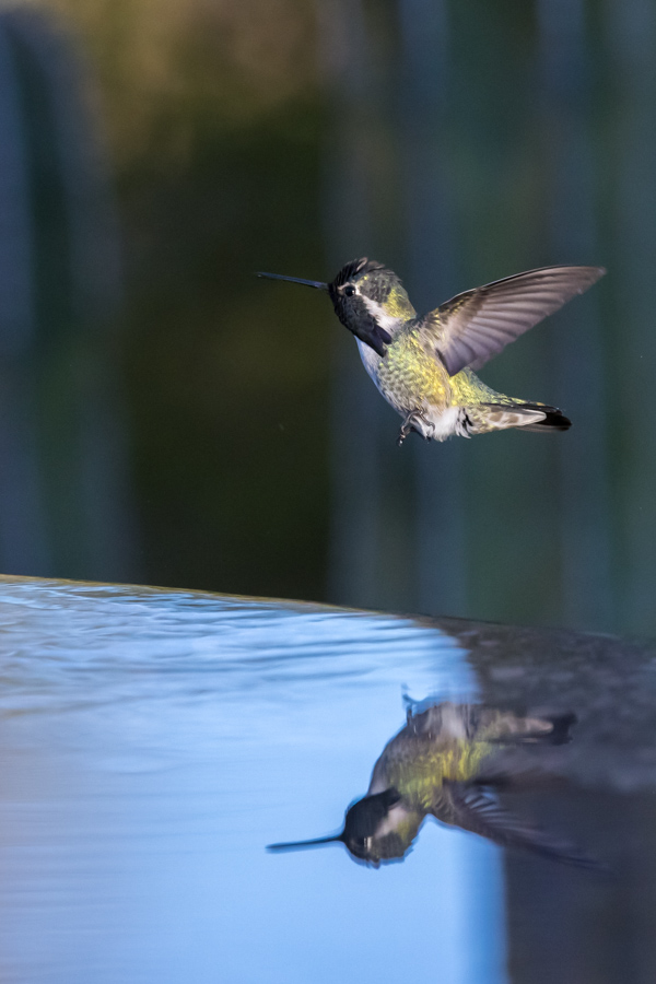 Flying Reflection in Phoenix, Arizona