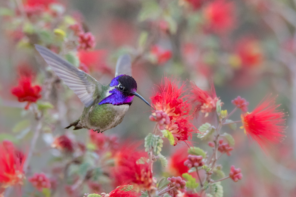 Purple Throat in Phoenix, Arizona