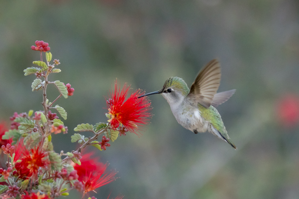 Chubby Hummingbird in Phoenix, Arizona