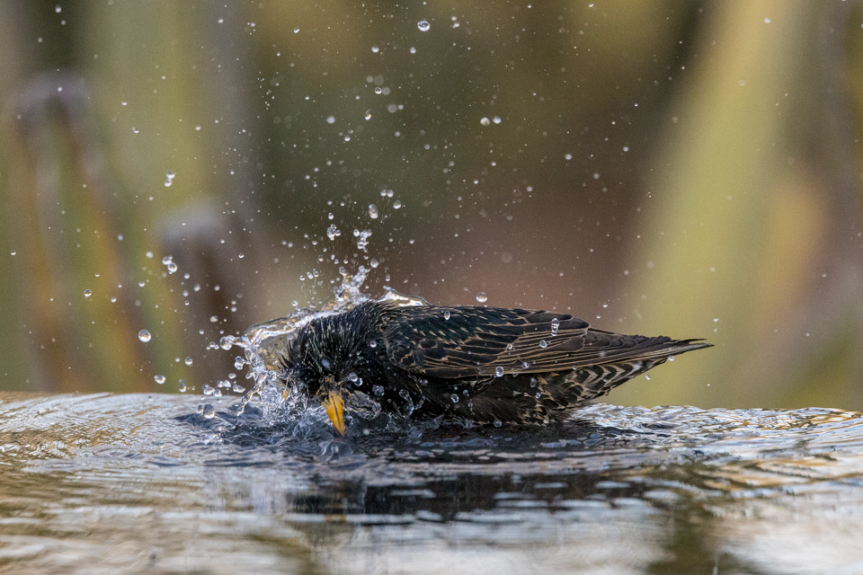 Starling Bath in Phoenix, Arizona
