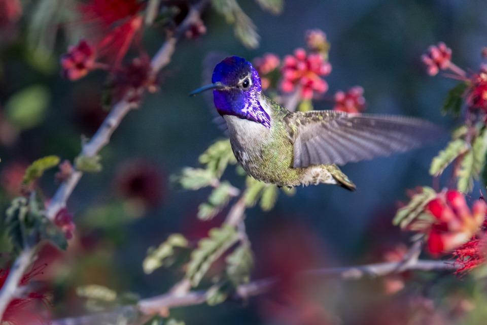 Pretty Throat in Phoenix, Arizona