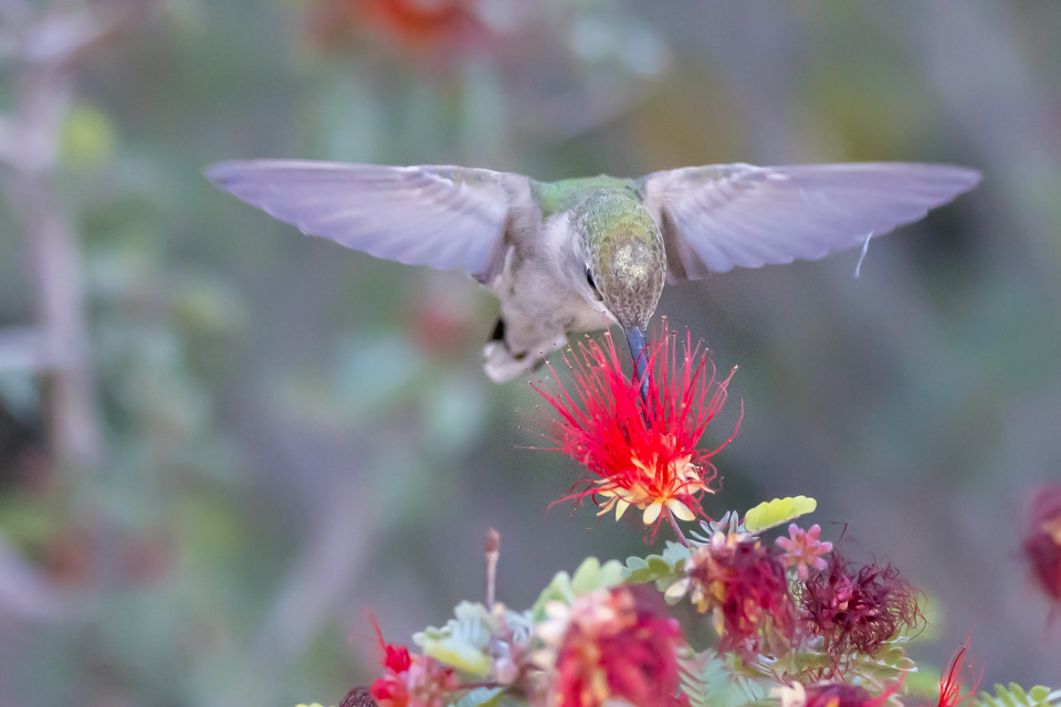 Head Down in Phoenix, Arizona