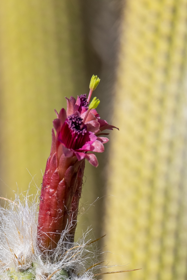 Long Flower in Phoenix, Arizona