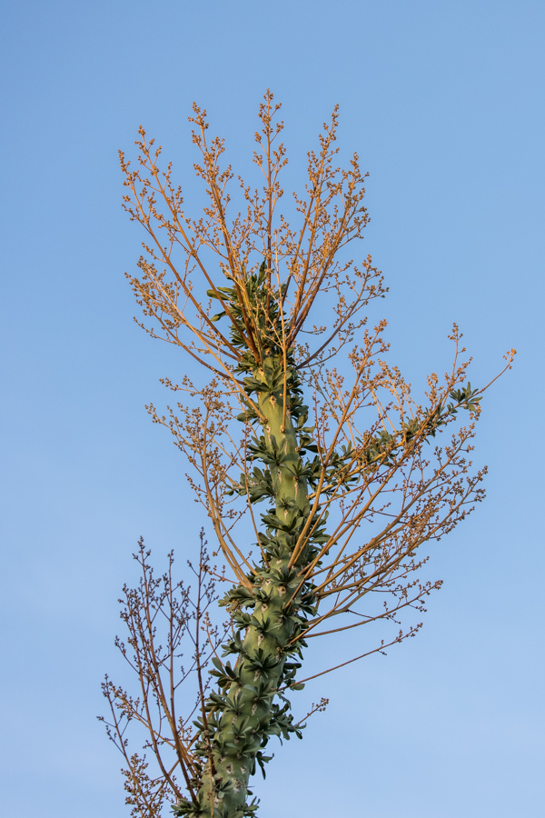 Boojum Tree in Phoenix, Arizona