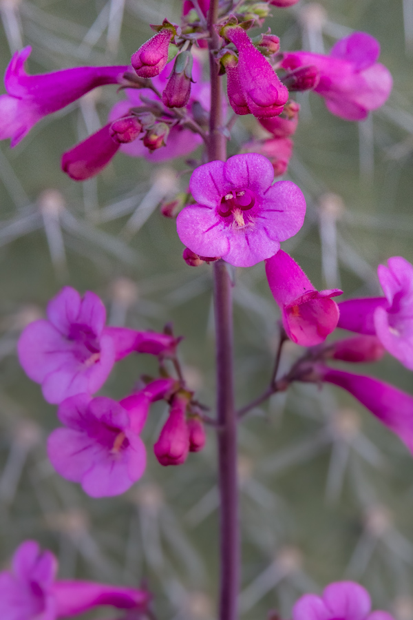 Flowers in Cactus in Phoenix, Arizona