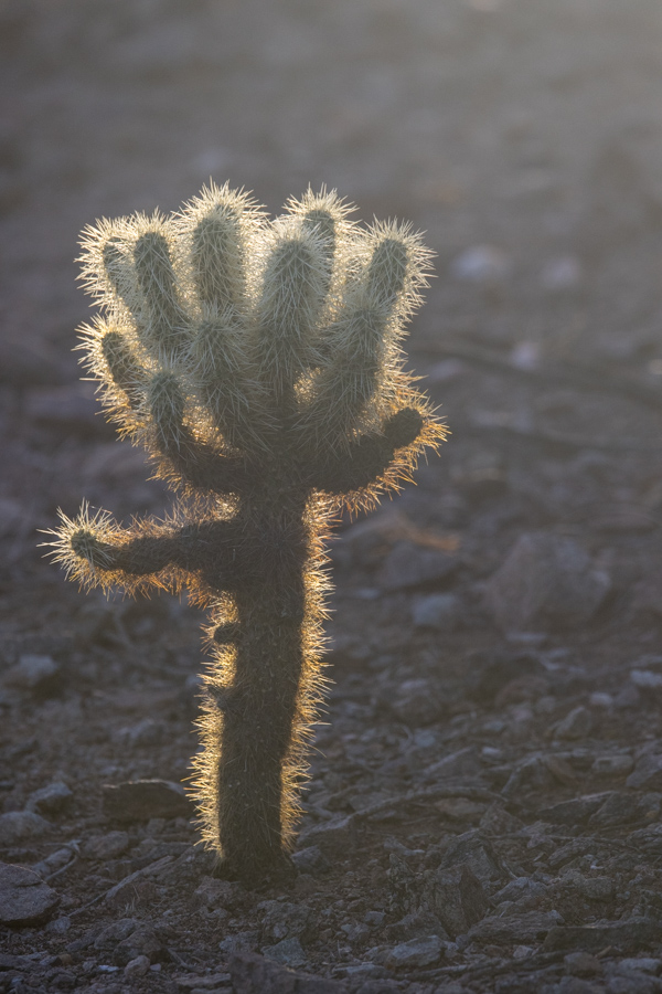 Soft Cholla in Phoenix, Arizona