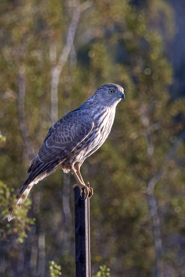 Lookout Ground Squirrels  in Phoenix, Arizona