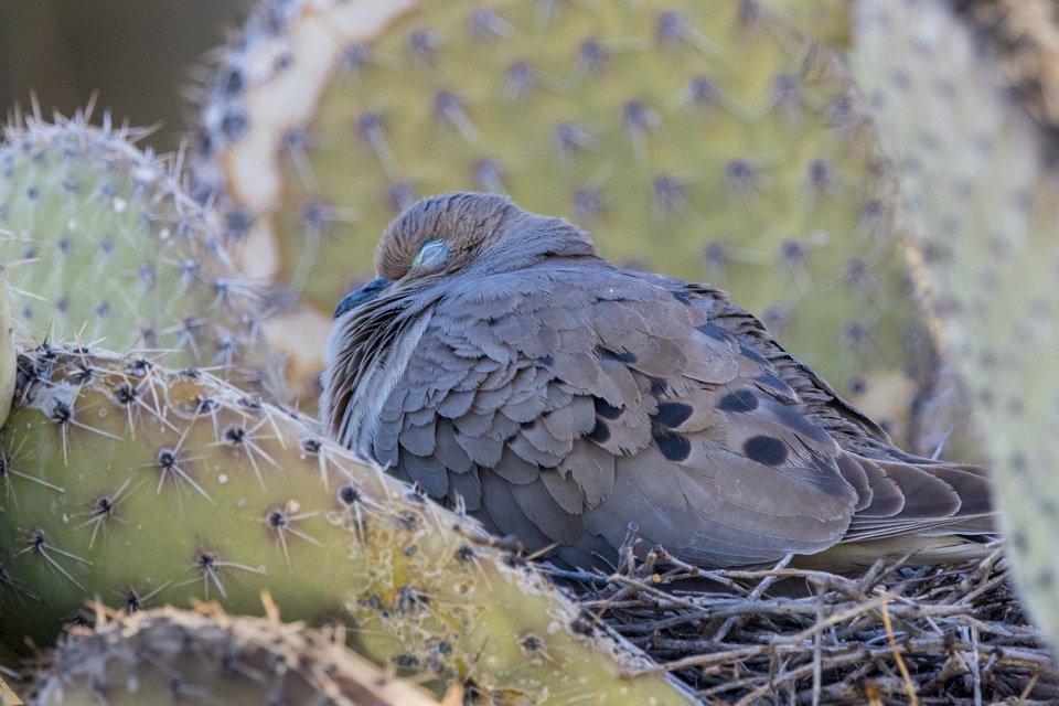 Sleeping In in Phoenix, Arizona