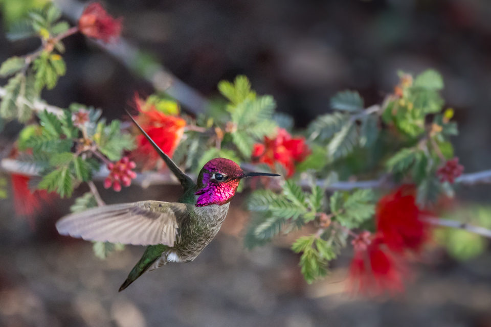 Little Angel in Phoenix, Arizona
