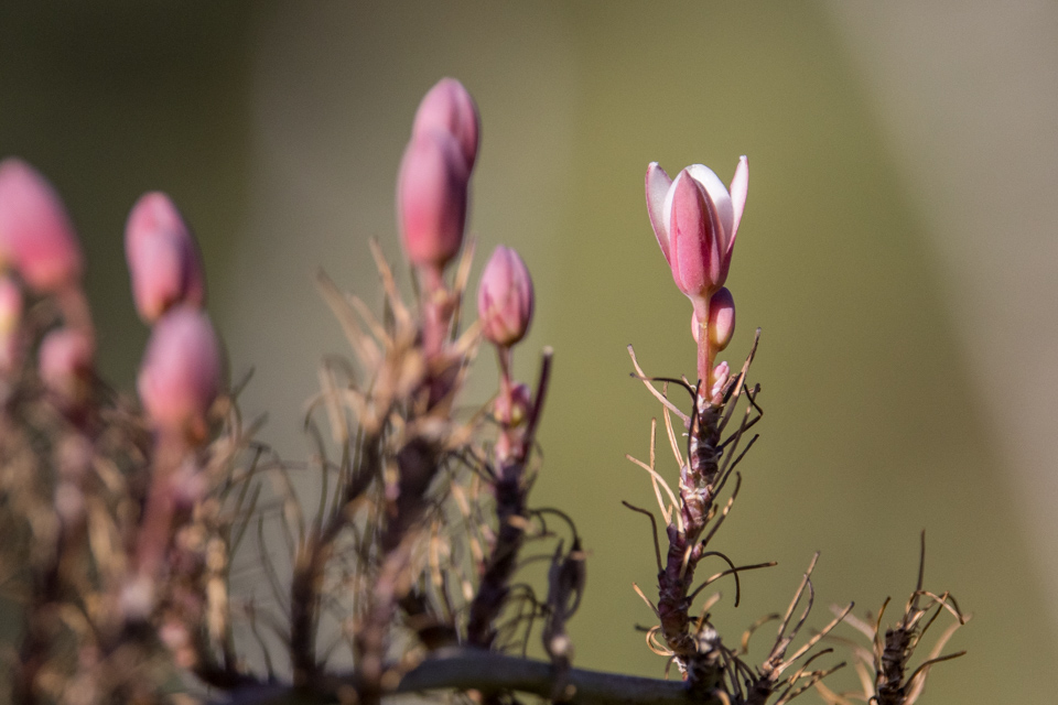 Pretty in Pink in Phoenix, Arizona
