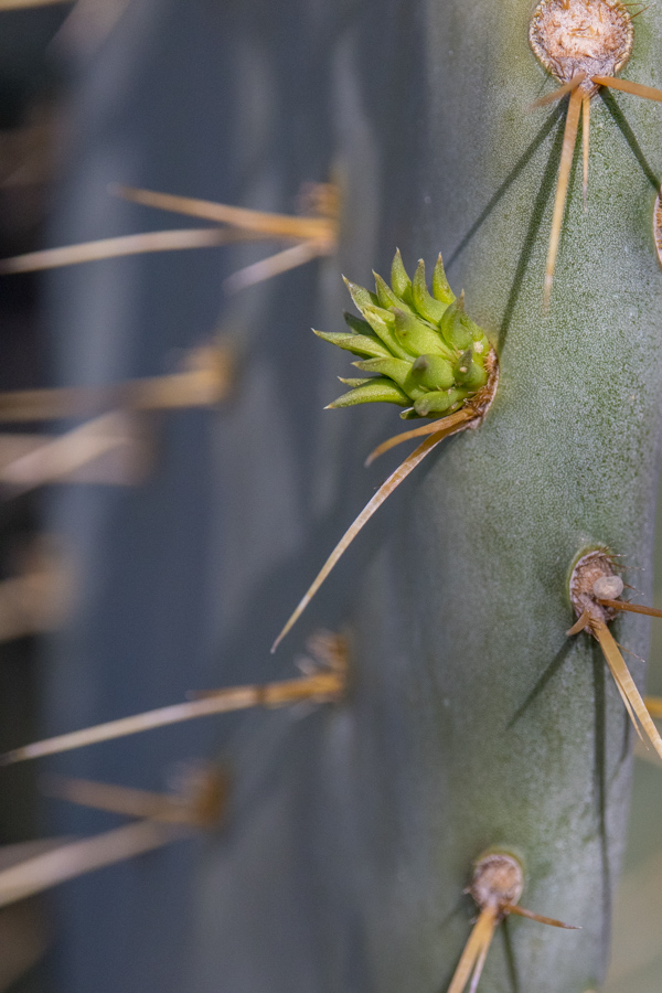 Small Petal in Phoenix, Arizona