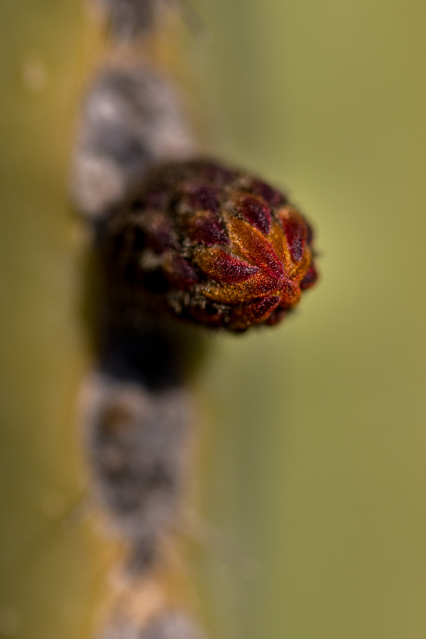 Cactus Bud in Phoenix, Arizona