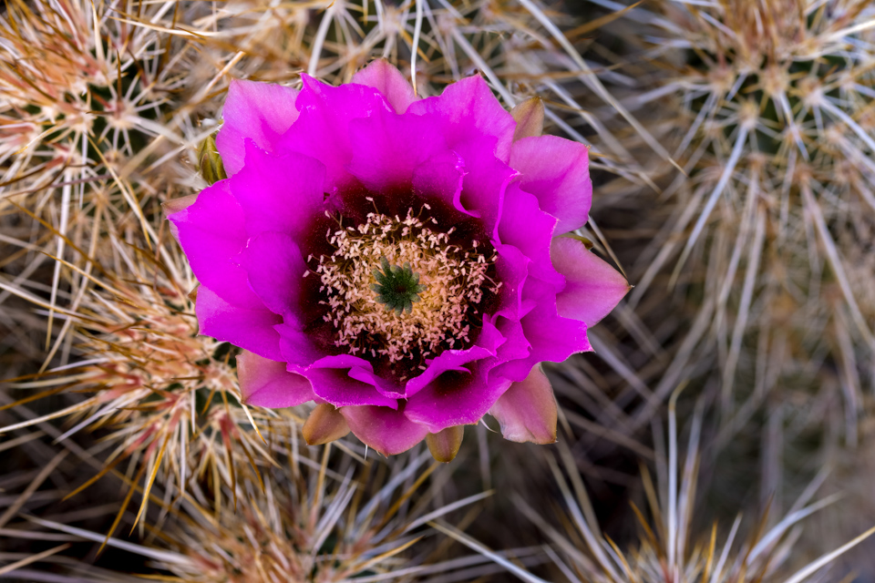 Hedgehog Beauty in Paradise Valley, Arizona