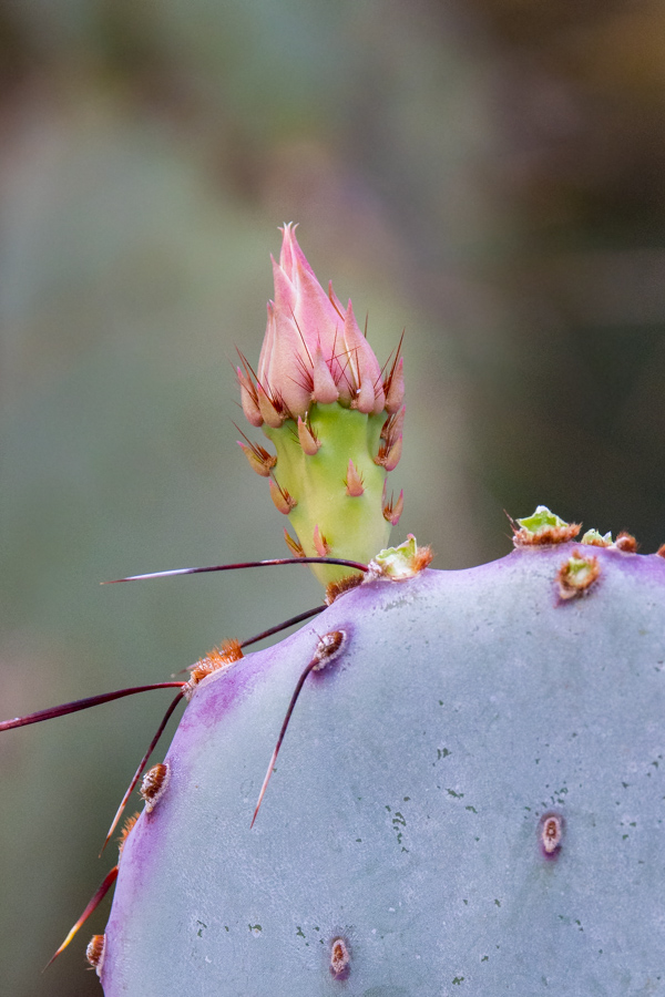 New Blossom in Phoenix, Arizona