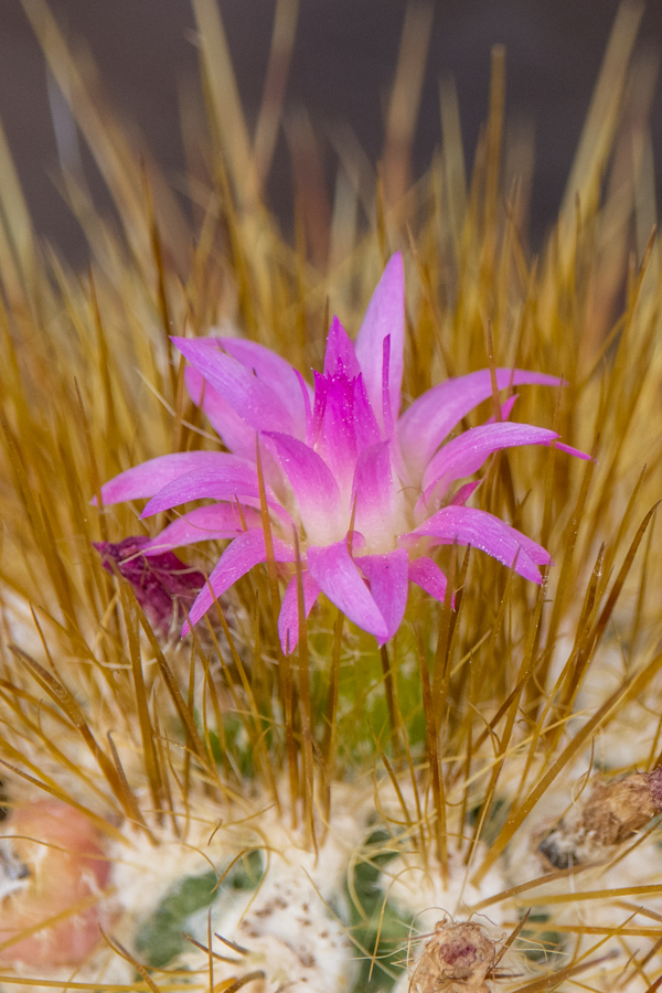 Tiny Flower in Phoenix, Arizona