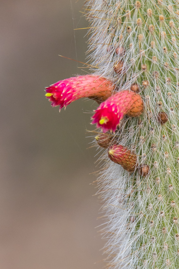 Red Tubes in Phoenix, Arizona