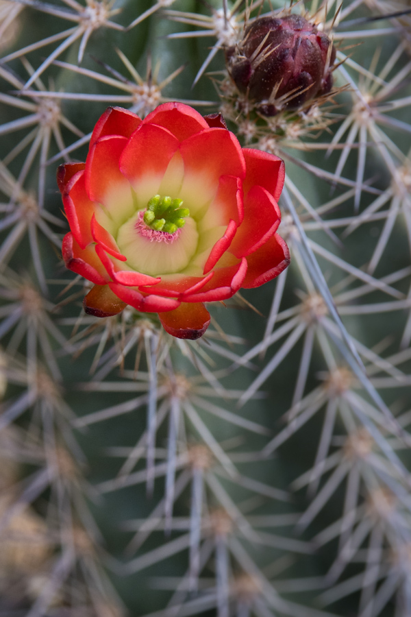 Neon Flower in Phoenix, Arizona