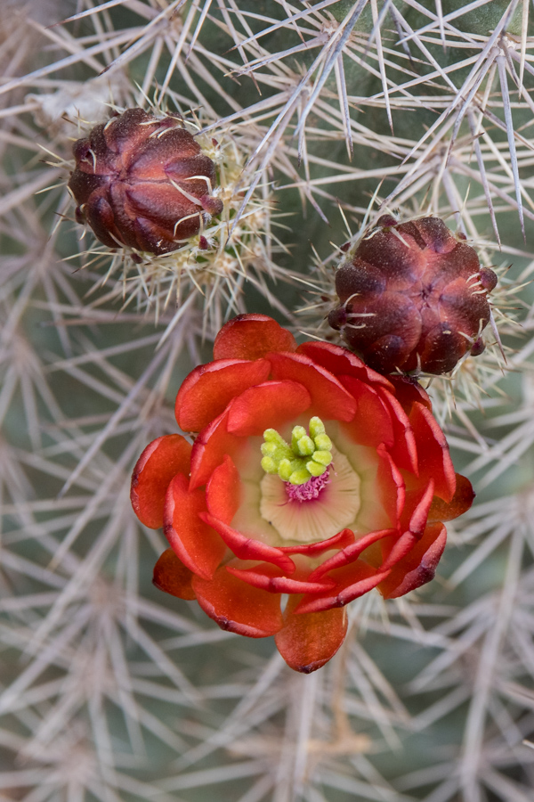 Cactus Flower in Phoenix, Arizona