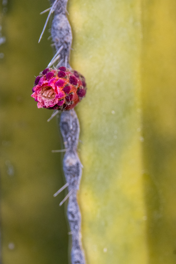 Tube Flower in Phoenix, Arizona